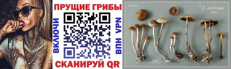 Псилоцибиновые грибы мицелий  Купить закладки  Комсомольск 